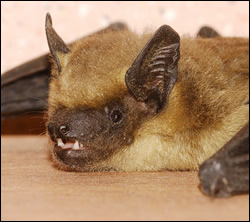 bat removal Rowlett