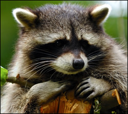 raccoon removal Rowlett
