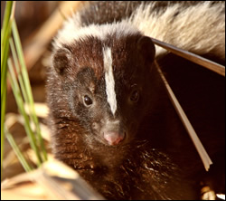 skunk removal Rowlett